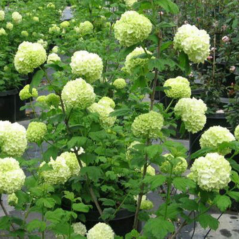 Ornamental hydrangea blume blooms for landscaping