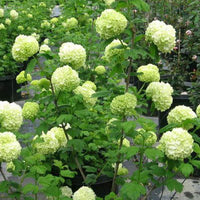 Ornamental hydrangea blume blooms for landscaping