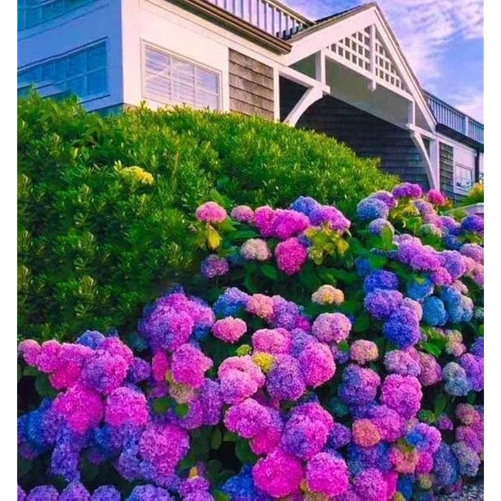 Easy-grow-hydrangea-samen