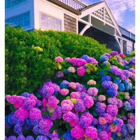 Easy-grow-hydrangea-samen