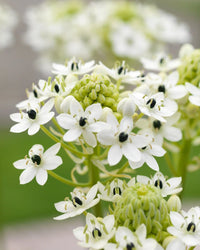 Ornithogalum Saundersiae Blumensamen zur Aussaat pflegeleicht Traditionssorte & ohne Gentechnik Samen Hausgarten