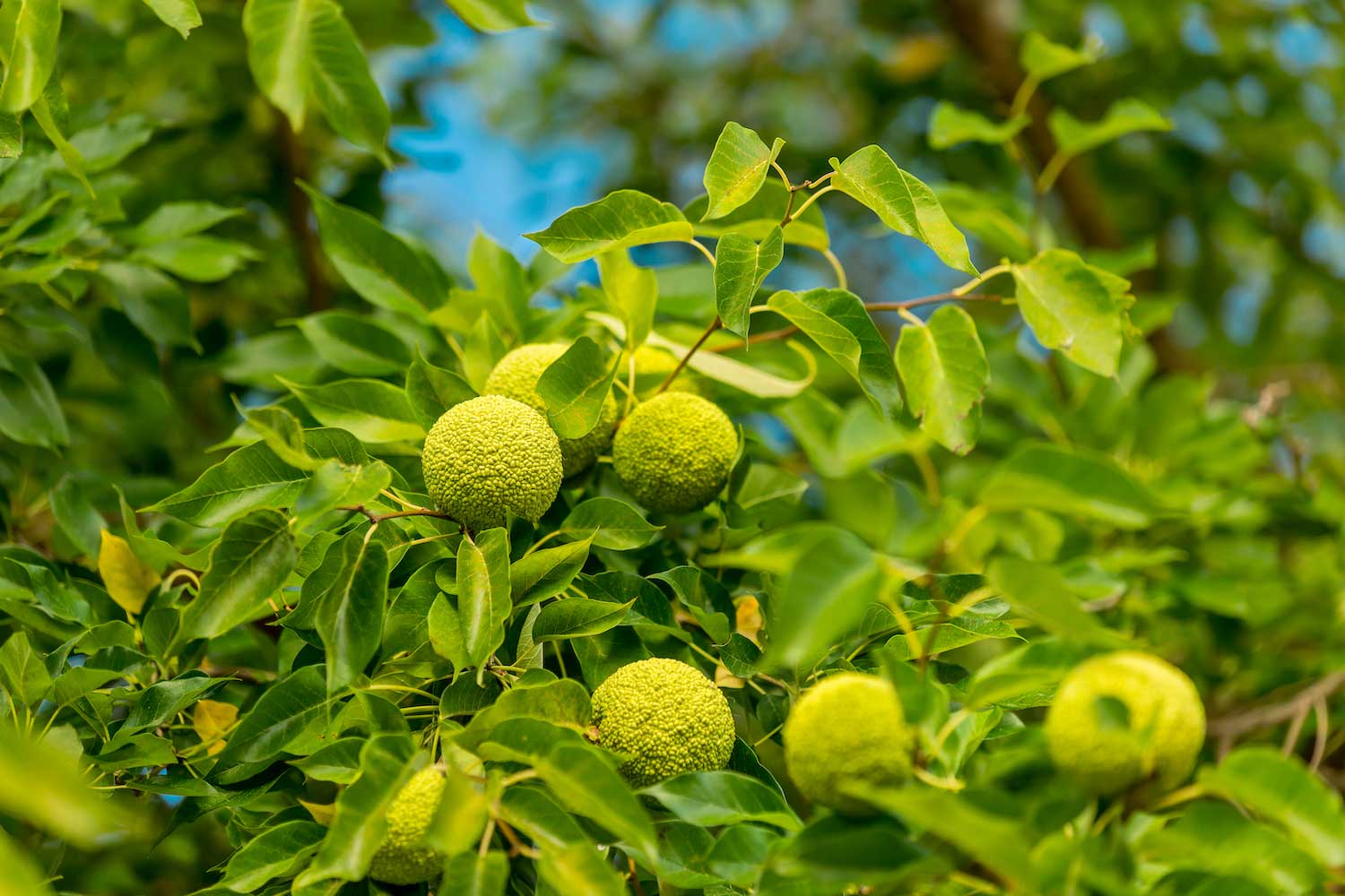 Junge Osage-Orange Samen für einfaches Anpflanzen
