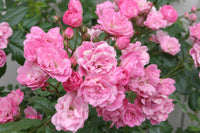 Osiria light rosa rose samen for anpflanzung