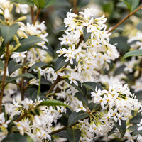 Osmanthus Blumensamen zur Aussaat Landhaus Garten wichtig Traditionssorte & ohne Gentechnik Samen Hausgarten