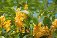 Osmanthus (osmanthus blume) samen for anpflanzung in home garten