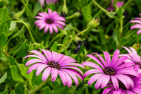 Osteospermum blume samen for anpflanzung: lush rosa blooms colorful spaces