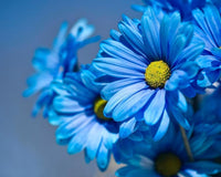 Blau osteospermum blumen in garten setting