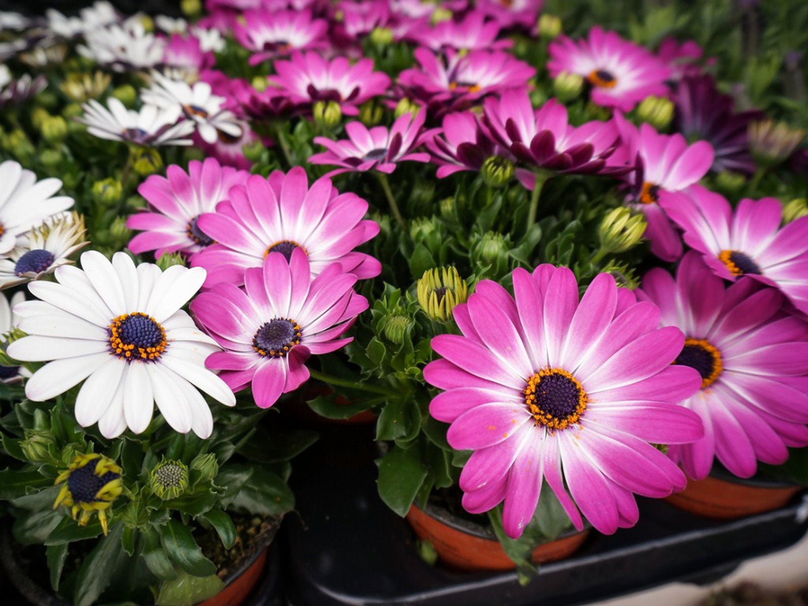  osteospermum garten samen for easy anpflanzung and growth