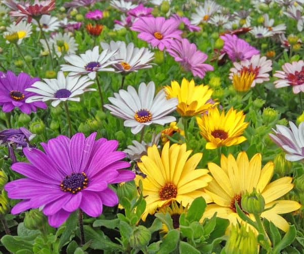 Non-gmo osteospermum blume samen for gardening