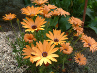 Osteospermum orange samen anpflanzung and wachsend guide