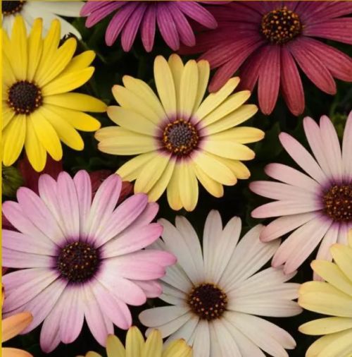 Osteospermum blume samen mix for easy anpflanzung