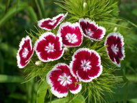 Weiß Rot Nelke Blumensamen zur Aussaat duftend Blüten Traditionssorte & ohne Gentechnik Samen Hausgarten
