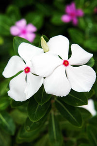 Weiß Catharanthus Blumensamen zur Aussaat – Wildblume Mischung – Traditionssorte & ohne Gentechnik Samen Hausgarten