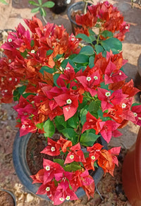 Anpflanzung rot bougainvillea samen in planters