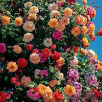 Anpflanzung climbing rose samen near trellis