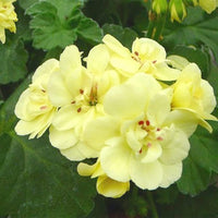 Anpflanzung univalve geranium samen in garten beds