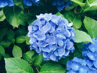 Anpflanzung sky blau grün geranium samen in garten beds