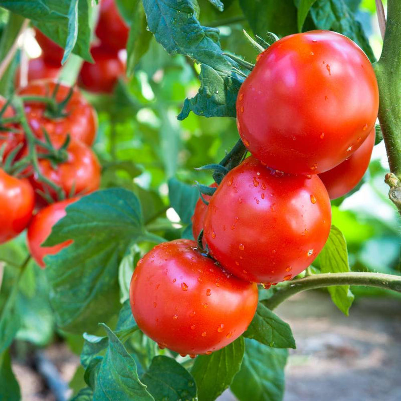 Aussaat organic tomato samen in organic garten