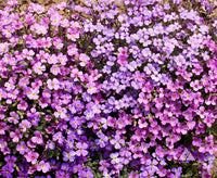 Anpflanzung light rosa rock cress samen in garten beds