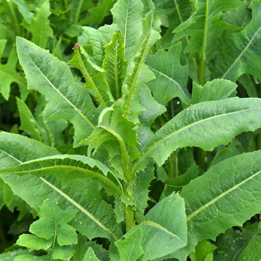 Aussaat wild lettuce samen in urban garten