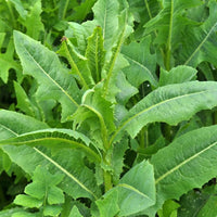 Aussaat wild lettuce samen in urban garten