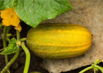 Thick Gelb Cucumber Samen zum Pflanzen