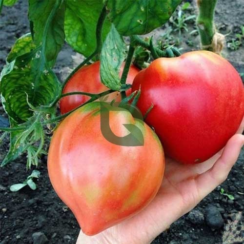 Heart Tomate Solanum lycopersicum Samen zum Pflanzen in Gemüse Patch & Garden