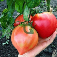 Heart Tomate Solanum lycopersicum Samen zum Pflanzen in Gemüse Patch & Garden