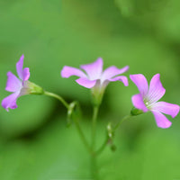 Grün Lila Sauerklee Corymbosa Blumensamen zur Aussaat – Wildblume Mischung – Traditionssorte & ohne Gentechnik Samen Hausgarten
