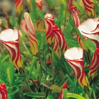 Oxalis weiß rot blumen wachsend in garten borders