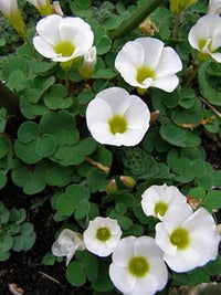 Weiß oxalis laciniata blumen in töpfen