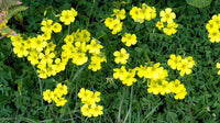 Premium non-gmo gelb oxalis laciniata samen