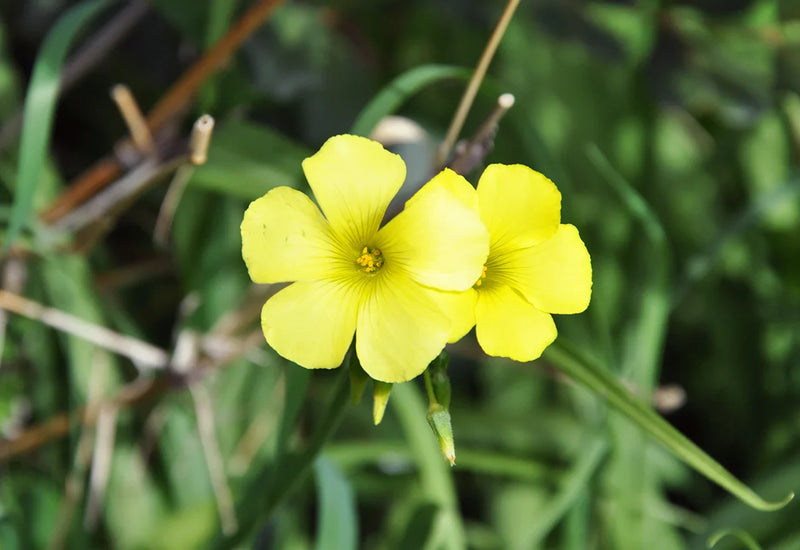 Gelb oxalis laciniata blumen in rock garten
