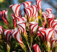 Rot Weiß Candy Cane Blumensamen zur Aussaat leuchtende einjährige Blüten