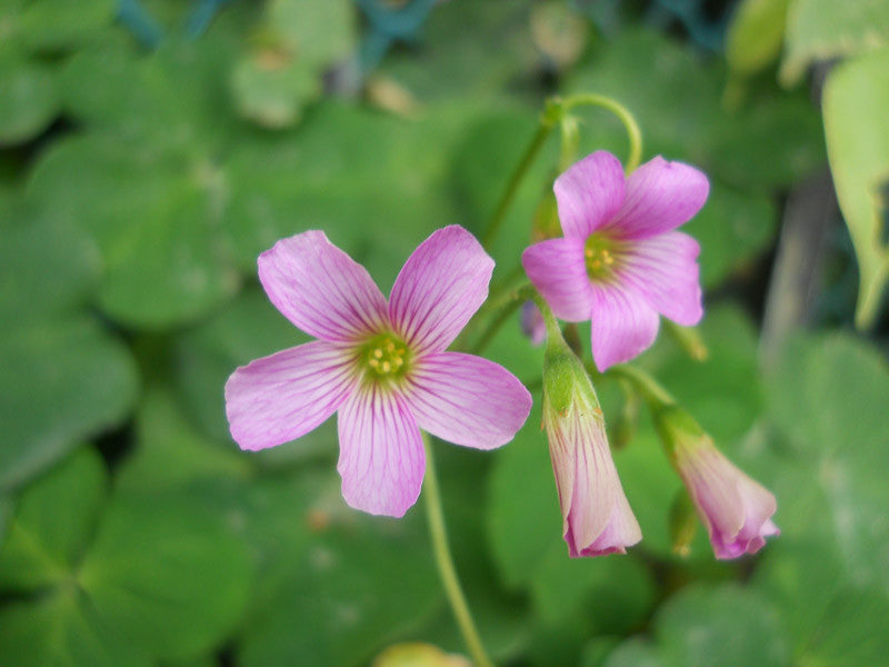 Gemischt Sauerklee Blumensamen zur Aussaat lang Blüte Saison Traditionssorte & ohne Gentechnik Samen Hausgarten