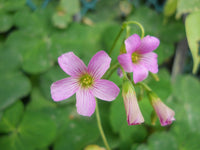 Gemischt Sauerklee Blumensamen zur Aussaat lang Blüte Saison Traditionssorte & ohne Gentechnik Samen Hausgarten