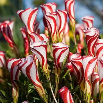 Oxalis weiß rot blume samen for anpflanzung
