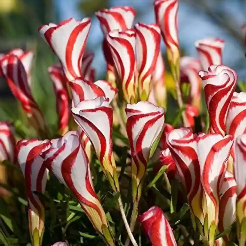 Oxalis weiß rot blume samen for anpflanzung