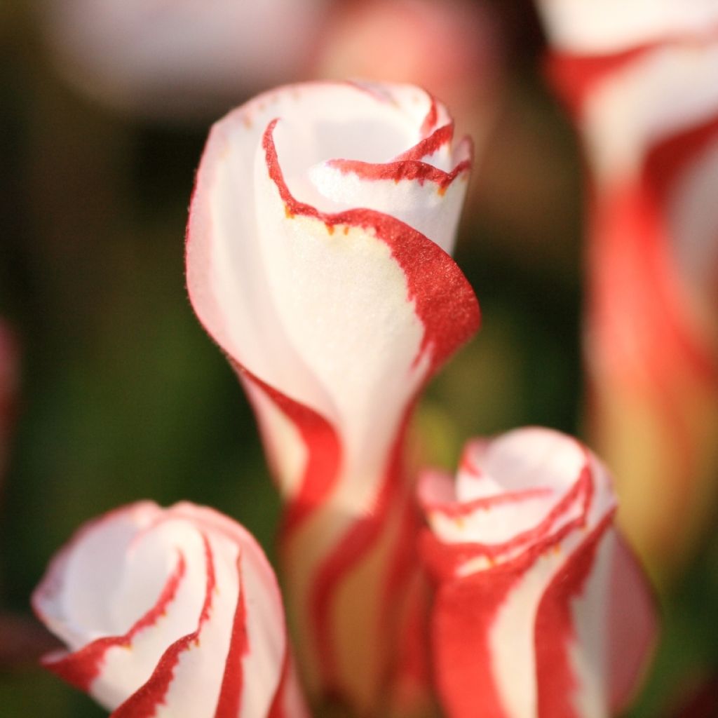 Potted weiß rot oxalis pflanze with clover-like leaves