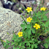 African (african oxalis) samen for anpflanzung in home garten