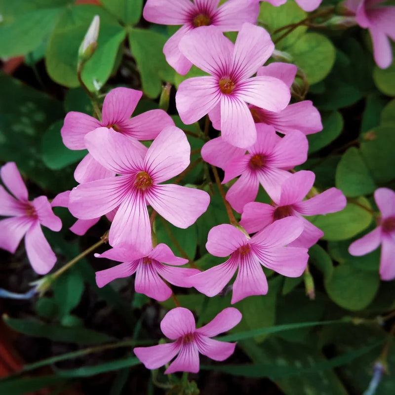 Oxalis (oxalis blume) samen for anpflanzung in home garten