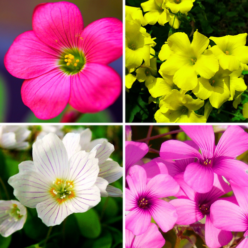 Oxalis blume samen for anpflanzung long bloom season heirloom & gmo free samen for home garten 
 
 sale samen for home garten anpflanzung