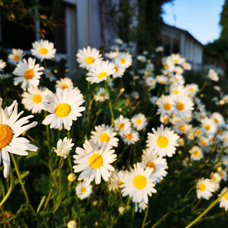Violett Daisy Blumensamen zur Aussaat – sonnenliebend – Traditionssorte & ohne Gentechnik Samen Hausgarten