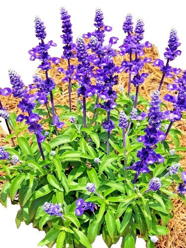 Cut Oxford Blue Sage Salvia viridis Blumen for Arrangements