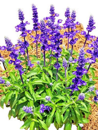 Cut Oxford Blue Sage Salvia viridis Blumen for Arrangements
