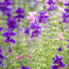 Oxford Blue Sage Anbau in Sunny Garten Border
