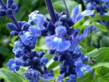 Oxford Blue Sage Samen Salvia viridis Clary Painted Horminum Blue-Purple Blumen