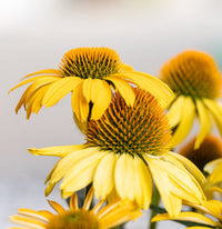 Ozark Gold Coneflower Pflanze with bright yellow petals