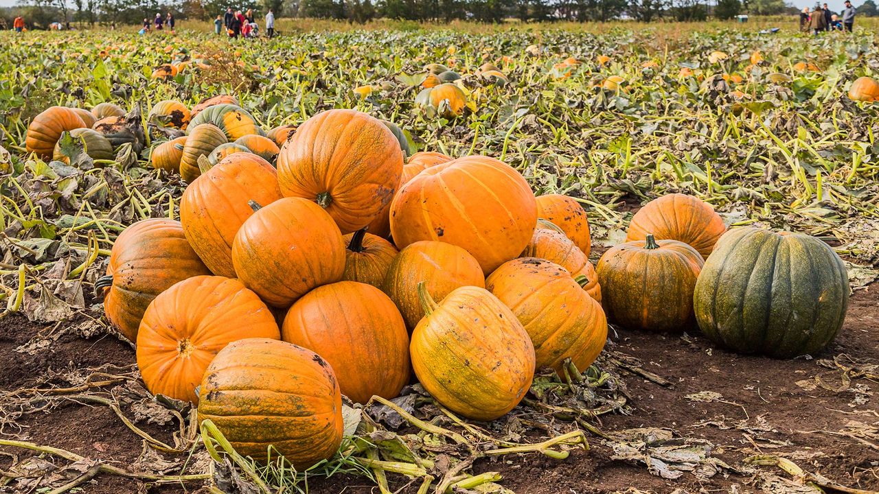 Gemüse Pumpkin Samen Collection für einfache Aussaat