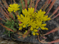 Gelb Sedum Blumensamen zur Aussaat – saisonal Dauerblüher – Traditionssorte & ohne Gentechnik Samen Hausgarten